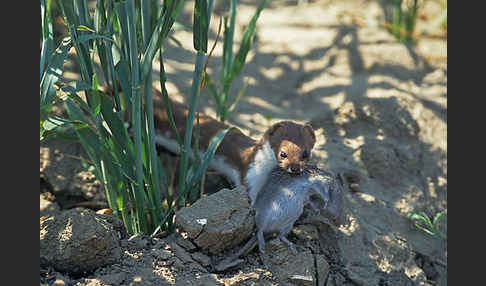 Mauswiesel (Mustela nivalis)