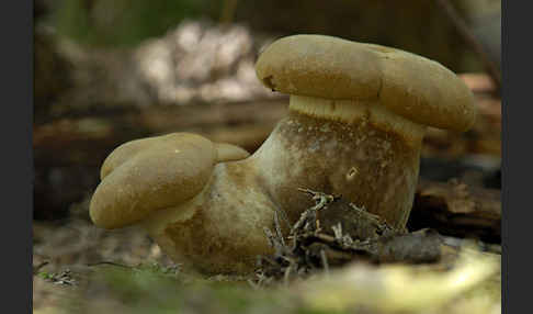 Samtfuß-Krempling (Paxillus atrotomentosus)