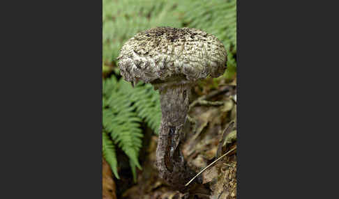 Strubbelkopf (Strobilomyces strobilaceus)