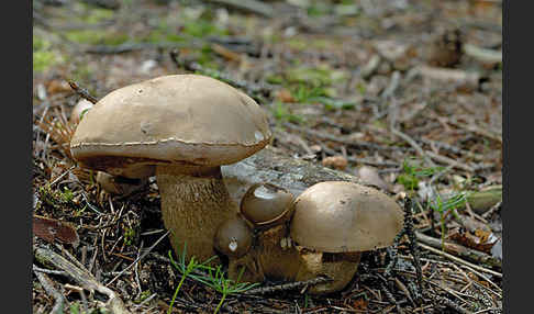 Gallenröhrling (Tylopilus felleus)