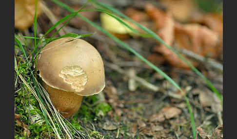 Gallenröhrling (Tylopilus felleus)