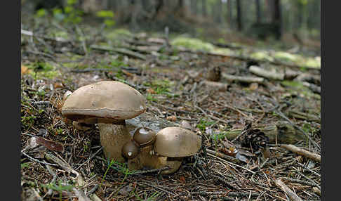 Gallenröhrling (Tylopilus felleus)