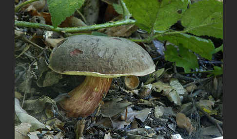 Rotfußröhrling (Xerocomus pruinatus)