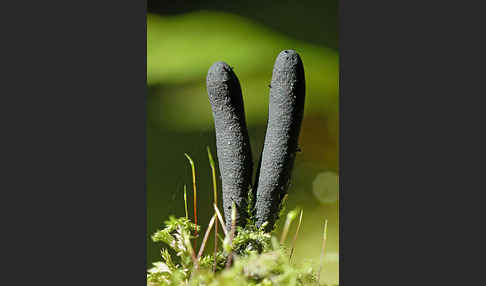 Langstielige Ahorn-Holzkeule (Xylaria longipes)