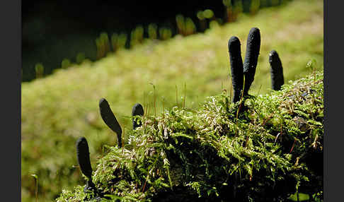 Langstielige Ahorn-Holzkeule (Xylaria longipes)