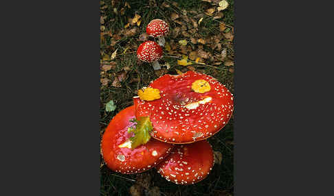 Fliegenpilz (Amanita muscaria)