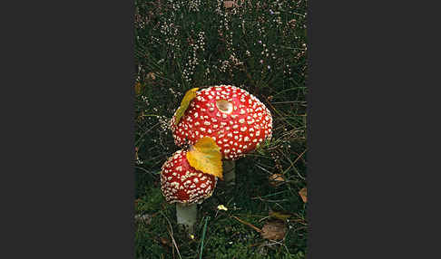 Fliegenpilz (Amanita muscaria)