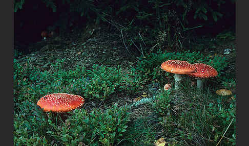 Fliegenpilz (Amanita muscaria)