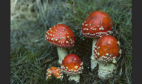 Fliegenpilz (Amanita muscaria)