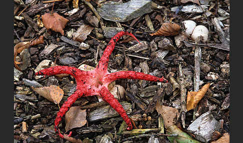 Tintenfischpilz (Clathrus archeri)