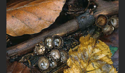 Gestreifter Teuerling (Cyathus striatus)