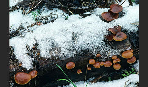 Samtfußrübling (Flammulina velutipes)