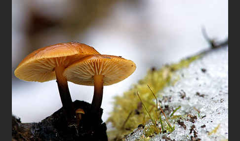 Samtfußrübling (Flammulina velutipes)