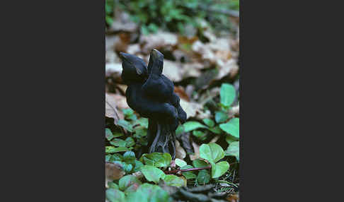 Gruben-Lorchel (Helvella lacunosa)