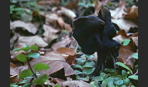 Gruben-Lorchel (Helvella lacunosa)