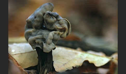 Gruben-Lorchel (Helvella lacunosa)