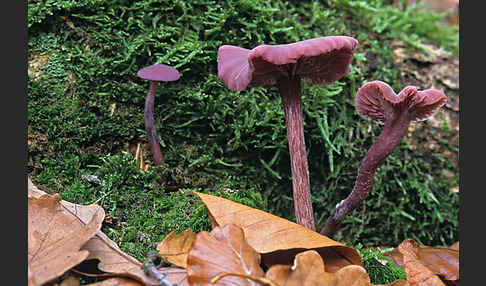 Violetter Lacktrichterling (Laccaria amethystea)