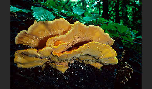 Schwefelporling (Laetiporus sulphureus)