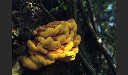 Schwefelporling (Laetiporus sulphureus)