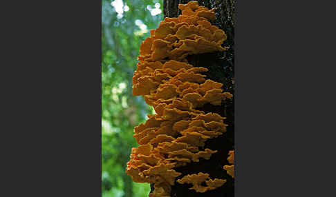 Schwefelporling (Laetiporus sulphureus)