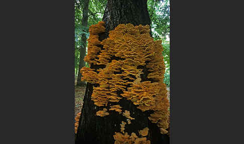 Schwefelporling (Laetiporus sulphureus)