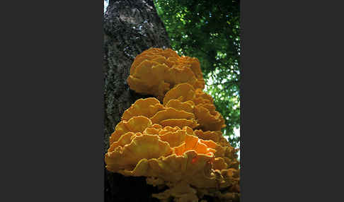 Schwefelporling (Laetiporus sulphureus)