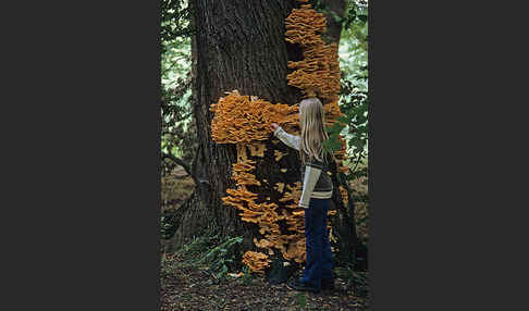 Schwefelporling (Laetiporus sulphureus)