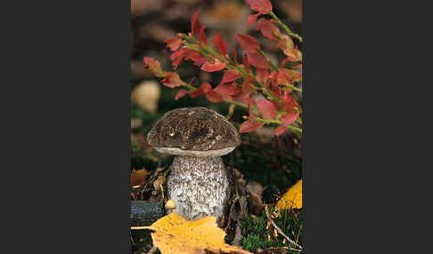 Gefleckter Raufuß (Leccinum variicolor)