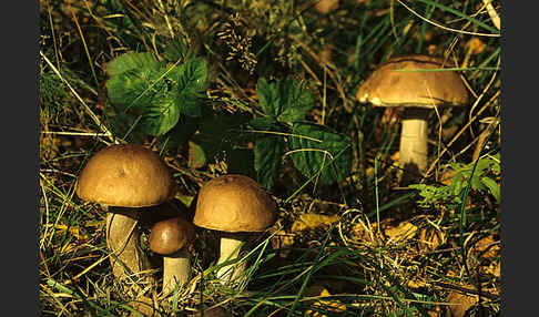 Birkenpilz (Leccinum scabrum)