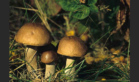 Birkenpilz (Leccinum scabrum)