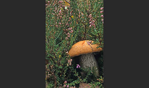 Birkenrotkappe (Leccinum testaceoscabrum)