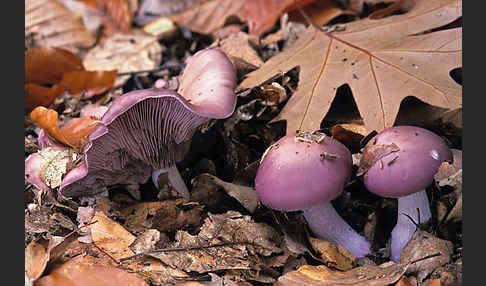 Violetter Rötelritterling (Lepista nuda)