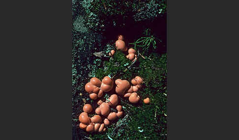 Blutmilchpilz (Lycogala epidendron)