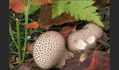 Bräunlicher Stäubling (Lycoperdon umbrinum)