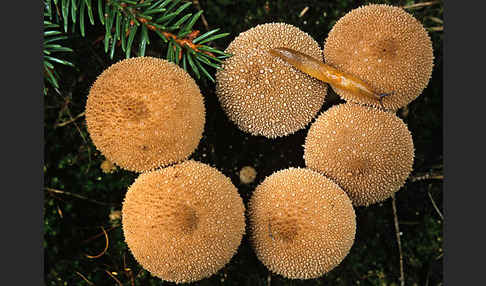 Bräunlicher Stäubling (Lycoperdon umbrinum)