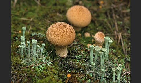 Bräunlicher Stäubling (Lycoperdon umbrinum)