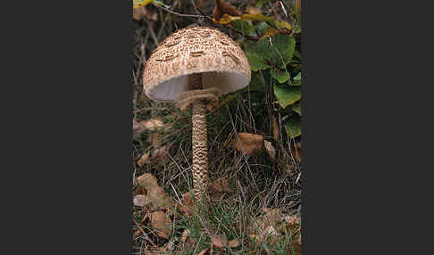 Parasol (Macrolepiota procera)