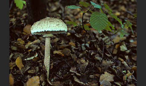 Parasol (Macrolepiota procera)