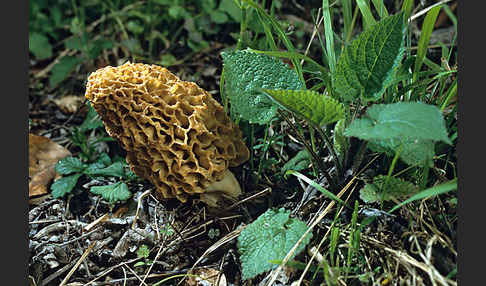 Spitzmorchel (Morchella conica)