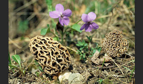 Speisemorchel (Morchella esculenta)