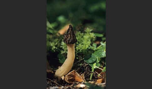 Käppchenmorchel (Morchella gigas)