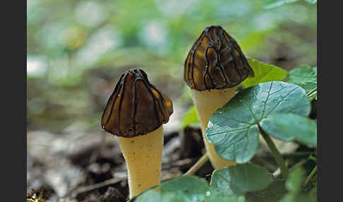 Käppchenmorchel (Morchella gigas)