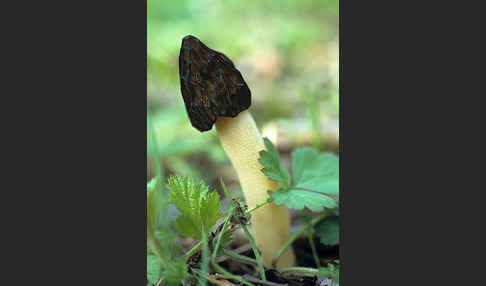 Käppchenmorchel (Morchella gigas)