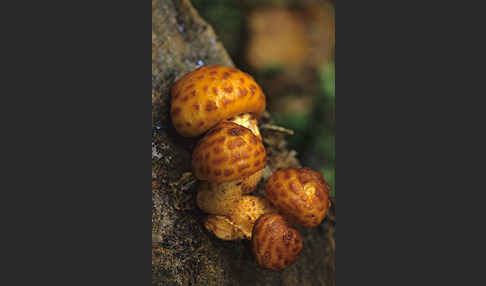 Sparriger Schüppling (Pholiota squarrosa)