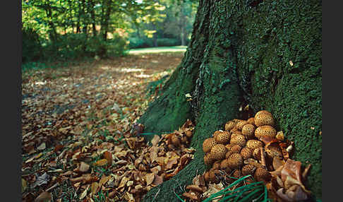 Sparriger Schüppling (Pholiota squarrosa)