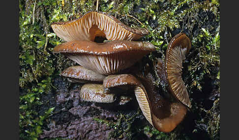 Austernseitling (Pleurotus ostreatus)