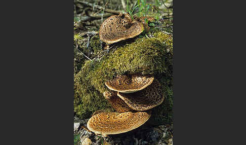 Schuppiger Porling (Polyporus squamosus)