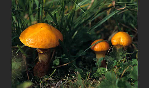 Goldröhrling (Suillus grevillei)