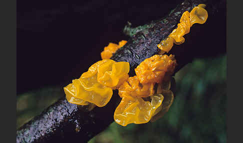 Goldgelber Zitterling (Tremella mesenterica)