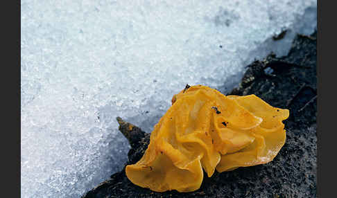 Goldgelber Zitterling (Tremella mesenterica)